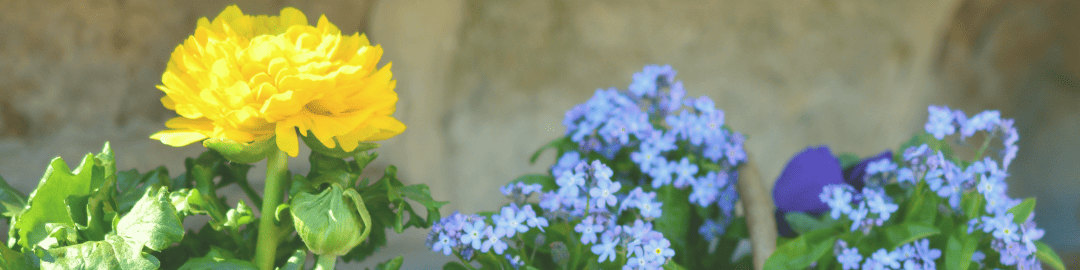 KI generiert: Das Bild zeigt eine gelbe Blüte im Vordergrund, umgeben von kleinen blauen und violetten Blüten. Der Hauptinhalt des Bildes sind die farbenfrohen Blumen vor einem unscharfen, neutralen Hintergrund.