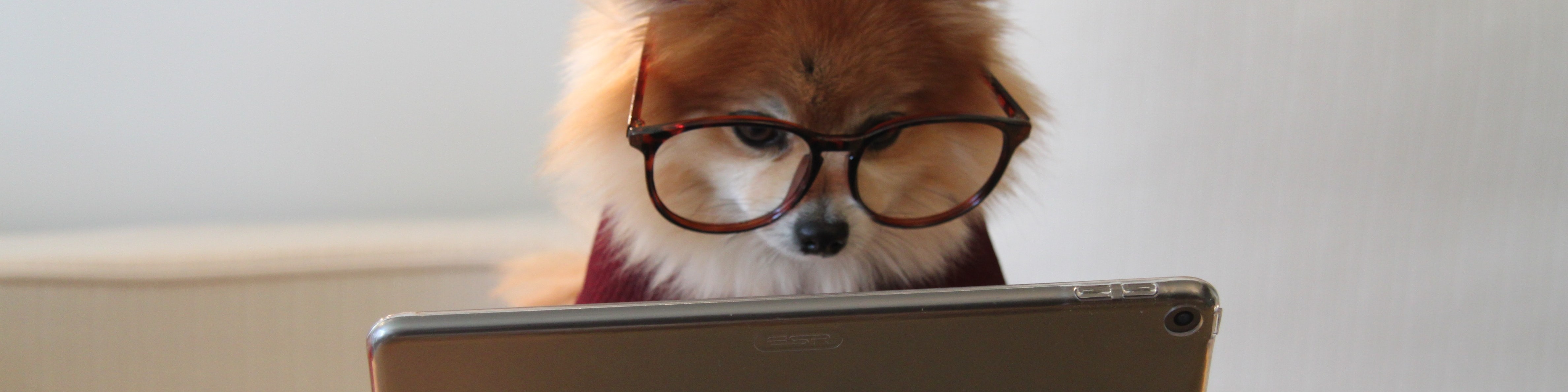 KI generiert: Ein kleiner Hund mit einer Brille sitzt vor einem Tablet. Der Hund sieht aufmerksam aus, als ob er das Tablet betrachtet oder benutzt.