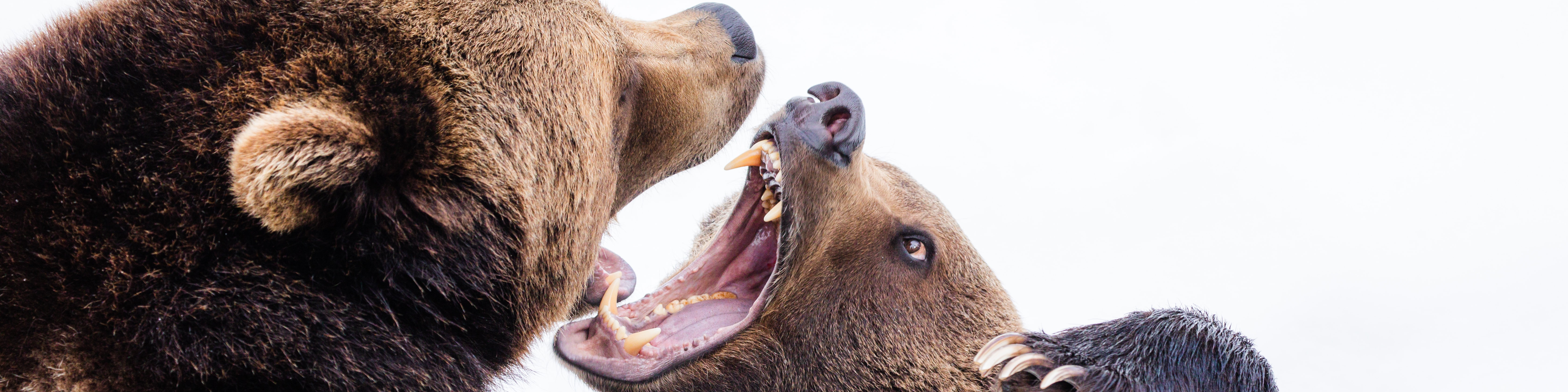 KI generiert: Das Bild zeigt zwei Bären, die sich gegenüberstehen und dabei ihre Zähne blecken, was auf eine aggressive oder drohende Haltung hindeuten könnte. Der Hauptinhalt des Bildes ist die Konfrontation zwischen den beiden Bären.