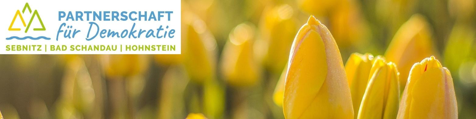 KI generiert: Das Bild zeigt eine Nahaufnahme von gelben Tulpenblüten im Sonnenlicht. Im Hintergrund ist das Logo der "Partnerschaft für Demokratie" mit den Standorten Sebnitz, Bad Schandau und Hohnstein zu sehen.