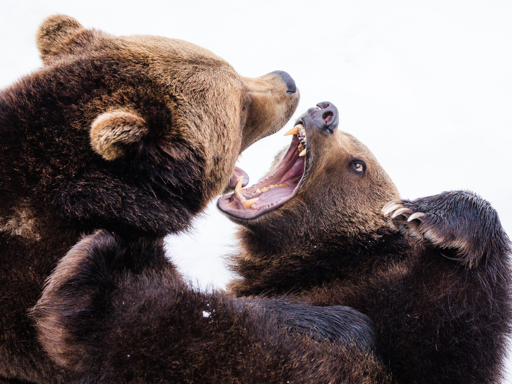 KI generiert: Das Bild zeigt zwei Bären, die sich gegenüberstehen und dabei ihre Zähne blecken, was auf eine aggressive oder drohende Haltung hindeuten könnte. Der Hauptinhalt des Bildes ist die Konfrontation zwischen den beiden Bären.